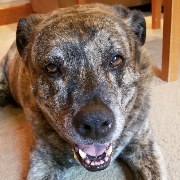 Dogs & Kids - Picture 10 of 16